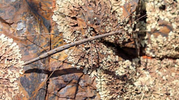 Wallpaper thumb: Stick Insect (Hyrtacus tuberculatus)